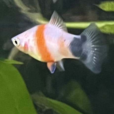 the-fish-farm Platy Platy - Tiger Mickey Mouse Buy Tiger Mickey Mouse Platies from The Fish Farm Australia