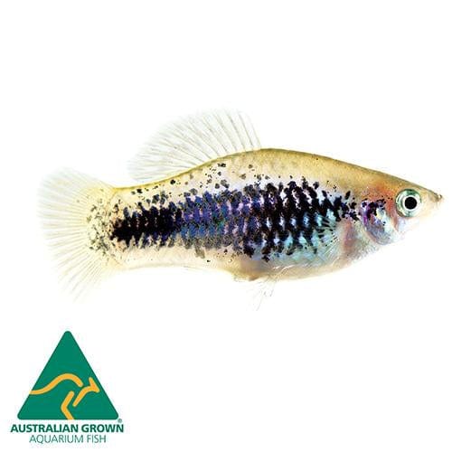 the-fish-farm Platy Platy - Tuxedo Assorted 4cm Platy Tuxedo Assorted 4cm  - The Fish Farm