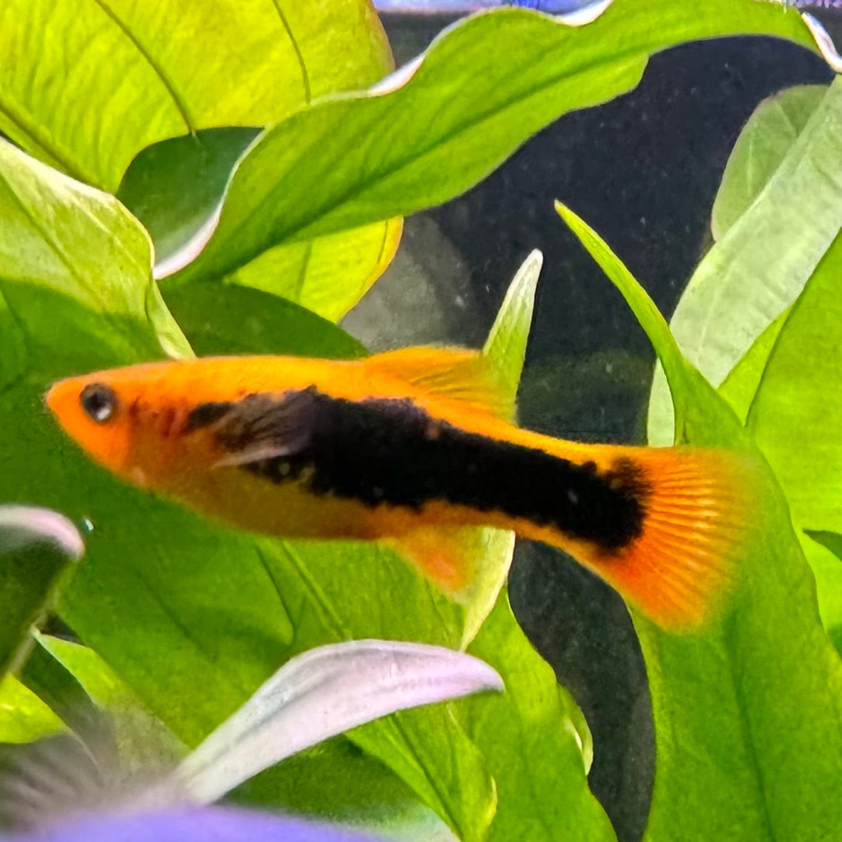 the-fish-farm Platy Platy - Tuxedo Assorted 4cm Platy Tuxedo Assorted 4cm  - The Fish Farm