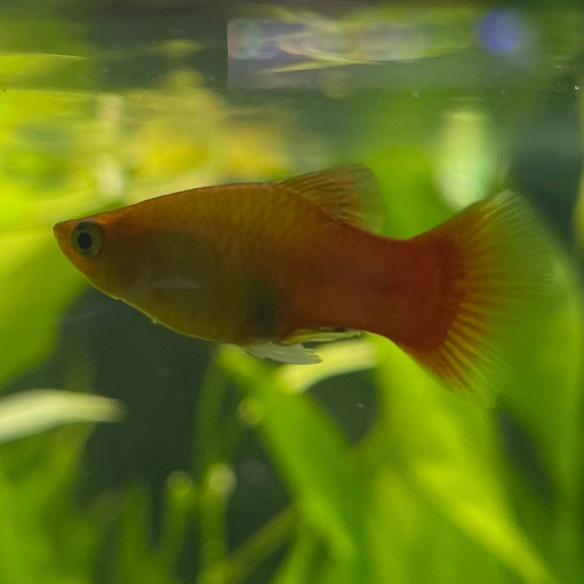 the-fish-farm Platy Platy - Variatus 3-4cm Shop for Platy Variatus Aquarium Fish - The Fish Farm