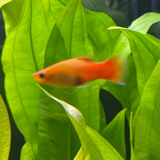 the-fish-farm Platy Platy - Variatus 3-4cm Shop for Platy Variatus Aquarium Fish - The Fish Farm