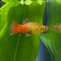 the-fish-farm Platy Platy - Variatus 3-4cm Shop for Platy Variatus Aquarium Fish - The Fish Farm