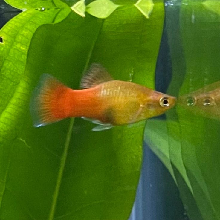 the-fish-farm Platy Platy - Variatus 3-4cm Shop for Platy Variatus Aquarium Fish - The Fish Farm