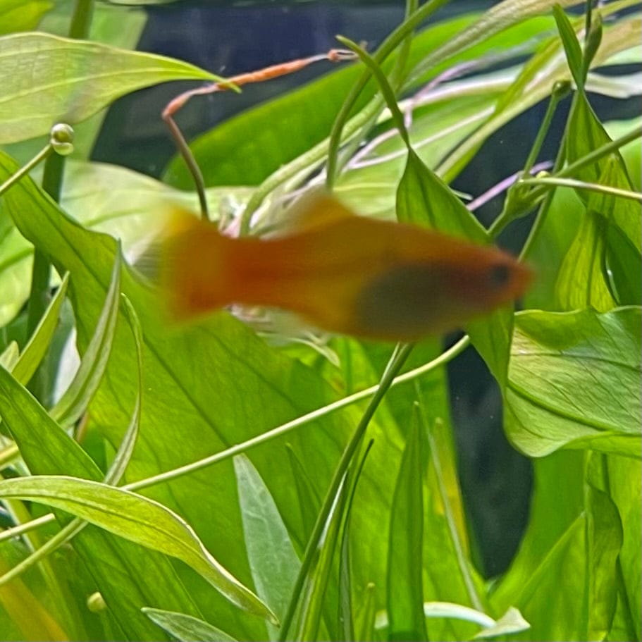 the-fish-farm Platy Platy - Variatus 3-4cm Shop for Platy Variatus Aquarium Fish - The Fish Farm