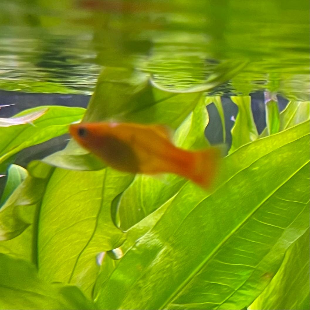 the-fish-farm Platy Platy - Variatus 3-4cm Shop for Platy Variatus Aquarium Fish - The Fish Farm