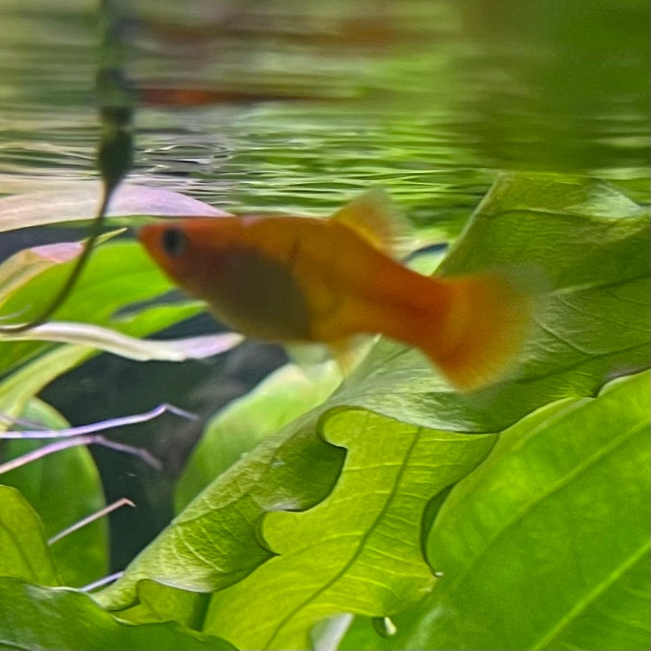 the-fish-farm Platy Platy - Variatus 3-4cm Shop for Platy Variatus Aquarium Fish - The Fish Farm