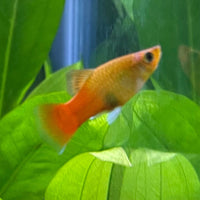 the-fish-farm Platy Platy - Variatus 3-4cm Shop for Platy Variatus Aquarium Fish - The Fish Farm