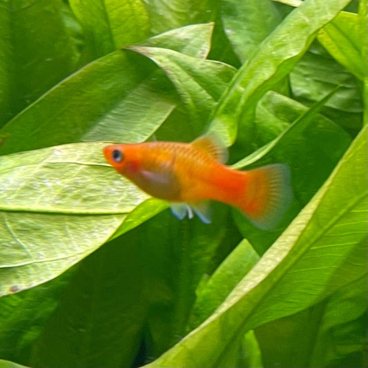 the-fish-farm Platy Platy - Variatus 3-4cm Shop for Platy Variatus Aquarium Fish - The Fish Farm