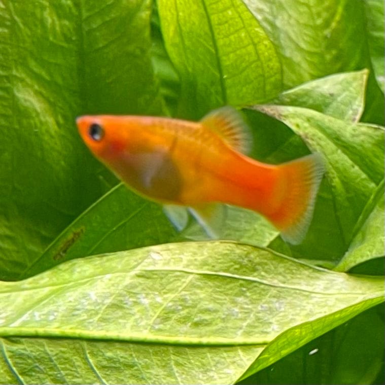 the-fish-farm Platy Platy - Variatus 3-4cm Shop for Platy Variatus Aquarium Fish - The Fish Farm