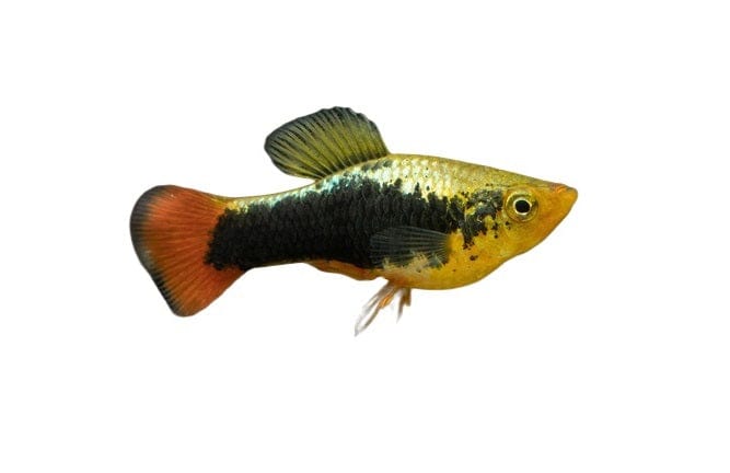 the-fish-farm Platy Platy - Variatus 4cm Platy Variatus 4cm - The Fish Farm