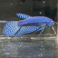 the-fish-farm Premium Male Betta Alien Premium Male Betta - One Only - 10 Shop for Alien Male Bettas at The Fish Farm Australia
