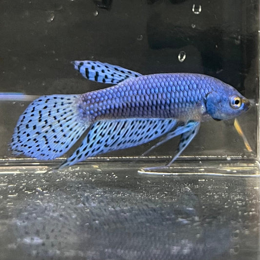 the-fish-farm Premium Male Betta Alien Premium Male Betta - One Only - 10 Shop for Alien Male Bettas at The Fish Farm Australia