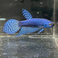 the-fish-farm Premium Male Betta Alien Premium Male Betta - One Only - 10 Shop for Alien Male Bettas at The Fish Farm Australia