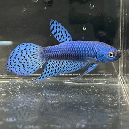 the-fish-farm Premium Male Betta Alien Premium Male Betta - One Only - 10 Shop for Alien Male Bettas at The Fish Farm Australia