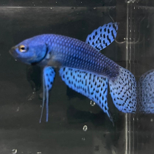 the-fish-farm Premium Male Betta Alien Premium Male Betta - One Only - 10 Shop for Alien Male Bettas at The Fish Farm Australia