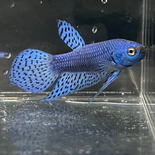 the-fish-farm Premium Male Betta Alien Premium Male Betta - One Only - 10 Shop for Alien Male Bettas at The Fish Farm Australia