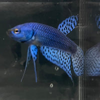 the-fish-farm Premium Male Betta Alien Premium Male Betta - One Only - 10 Shop for Alien Male Bettas at The Fish Farm Australia