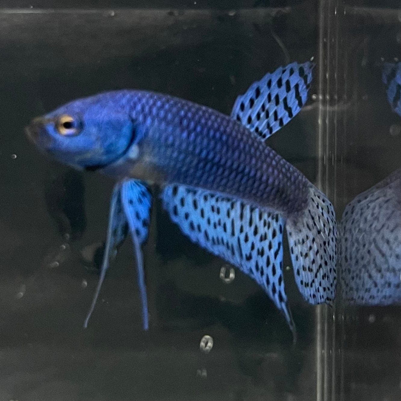 the-fish-farm Premium Male Betta Alien Premium Male Betta - One Only - 10 Shop for Alien Male Bettas at The Fish Farm Australia