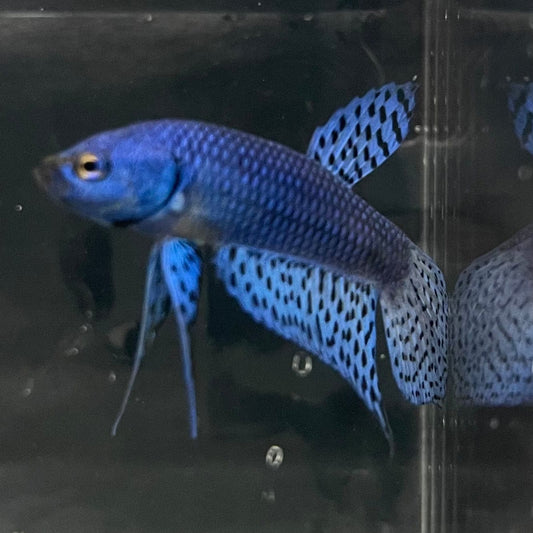 the-fish-farm Premium Male Betta Alien Premium Male Betta - One Only - 10 Shop for Alien Male Bettas at The Fish Farm Australia