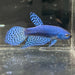 the-fish-farm Premium Male Betta Alien Premium Male Betta - One Only - 10 Shop for Alien Male Bettas at The Fish Farm Australia