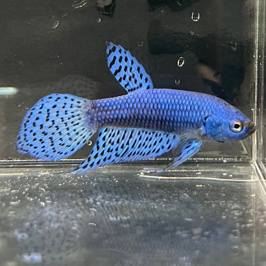 the-fish-farm Premium Male Betta Alien Premium Male Betta - One Only - 10 Shop for Alien Male Bettas at The Fish Farm Australia