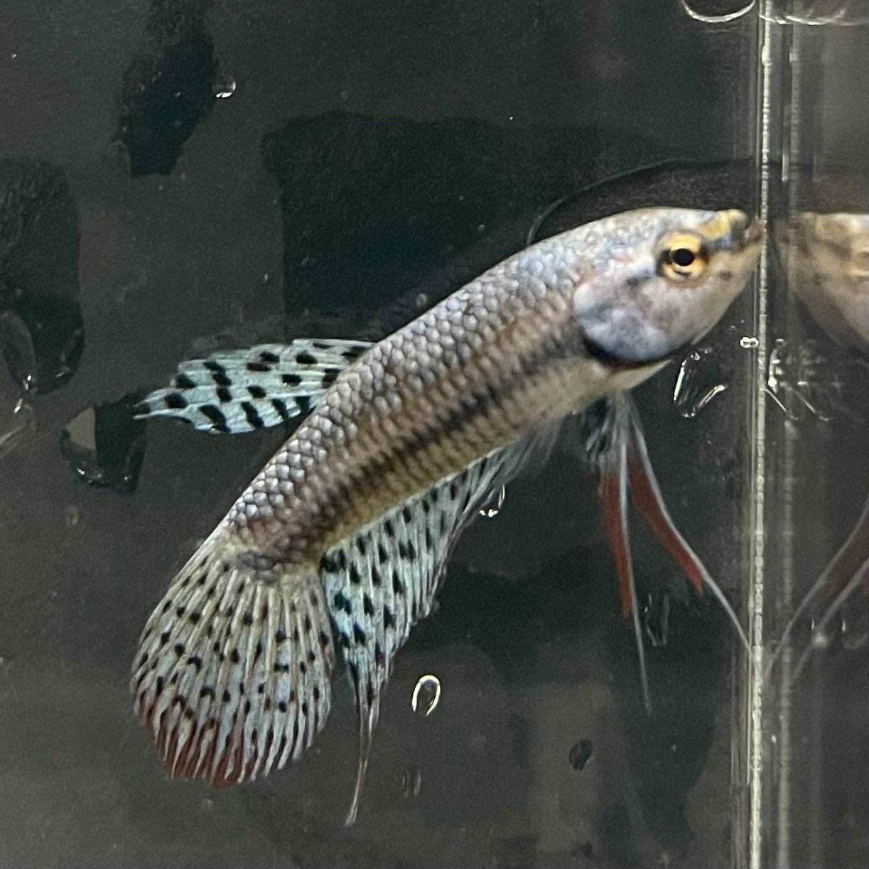 the-fish-farm Premium Male Betta Alien Premium Male Betta - One Only - 11 Shop for Alien Male Bettas at The Fish Farm Australia