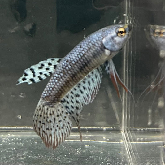 the-fish-farm Premium Male Betta Alien Premium Male Betta - One Only - 11 Shop for Alien Male Bettas at The Fish Farm Australia