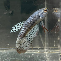 the-fish-farm Premium Male Betta Alien Premium Male Betta - One Only - 11 Shop for Alien Male Bettas at The Fish Farm Australia