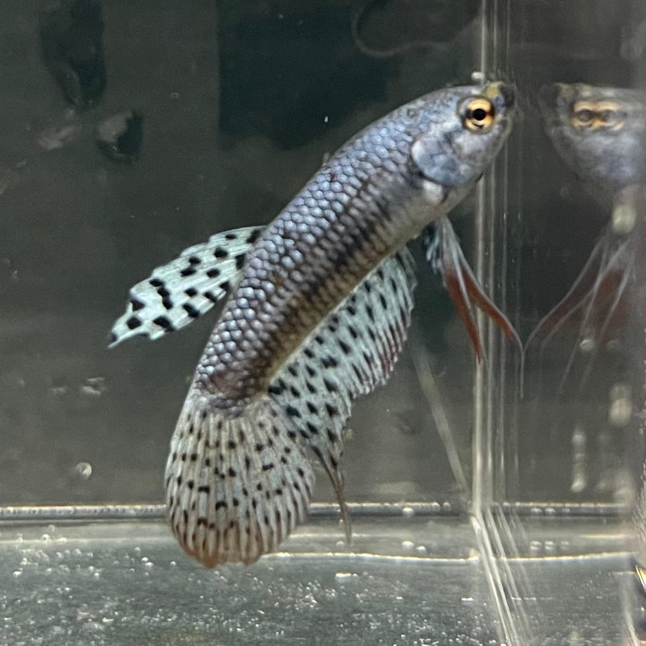 the-fish-farm Premium Male Betta Alien Premium Male Betta - One Only - 11 Shop for Alien Male Bettas at The Fish Farm Australia