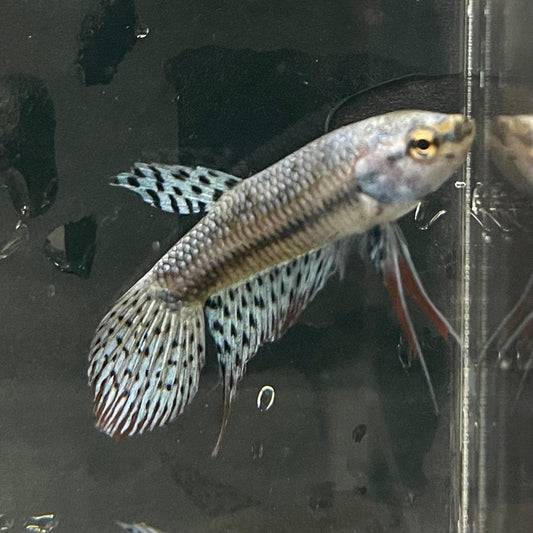 the-fish-farm Premium Male Betta Alien Premium Male Betta - One Only - 11 Shop for Alien Male Bettas at The Fish Farm Australia