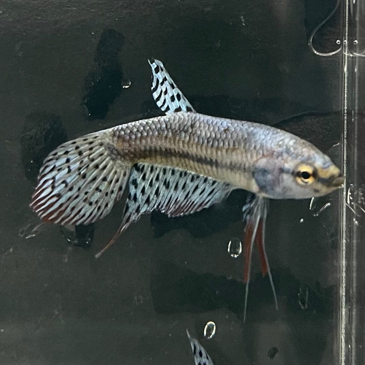 the-fish-farm Premium Male Betta Alien Premium Male Betta - One Only - 11 Shop for Alien Male Bettas at The Fish Farm Australia