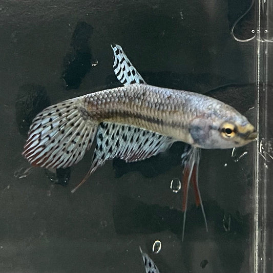 the-fish-farm Premium Male Betta Alien Premium Male Betta - One Only - 11 Shop for Alien Male Bettas at The Fish Farm Australia