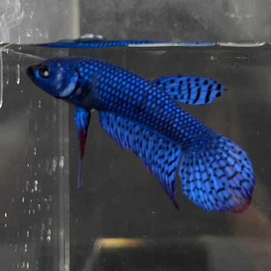 the-fish-farm Premium Male Betta Alien Premium Male Betta - One Only - 17 Shop for Alien Male Bettas at The Fish Farm Australia