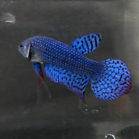 the-fish-farm Premium Male Betta Alien Premium Male Betta - One Only - 17 Shop for Alien Male Bettas at The Fish Farm Australia