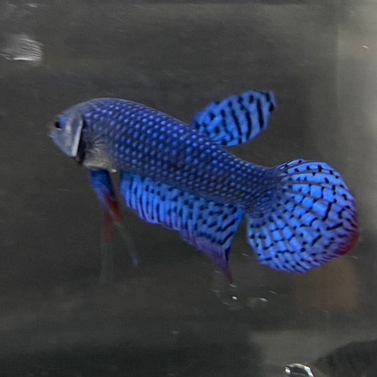 the-fish-farm Premium Male Betta Alien Premium Male Betta - One Only - 17 Shop for Alien Male Bettas at The Fish Farm Australia
