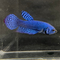 the-fish-farm Premium Male Betta Alien Premium Male Betta - One Only - 17 Shop for Alien Male Bettas at The Fish Farm Australia