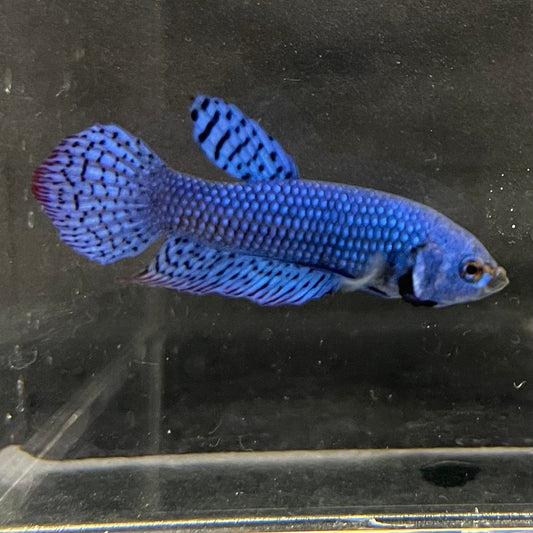 the-fish-farm Premium Male Betta Alien Premium Male Betta - One Only - 17 Shop for Alien Male Bettas at The Fish Farm Australia