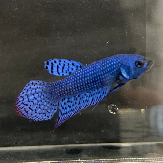 the-fish-farm Premium Male Betta Alien Premium Male Betta - One Only - 17 Shop for Alien Male Bettas at The Fish Farm Australia