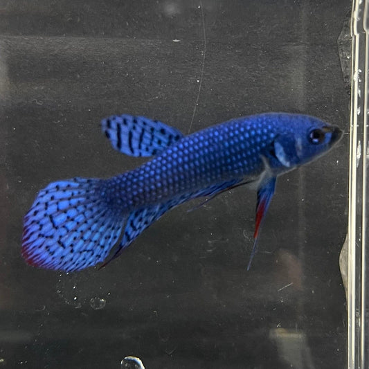 the-fish-farm Premium Male Betta Alien Premium Male Betta - One Only - 17 Shop for Alien Male Bettas at The Fish Farm Australia