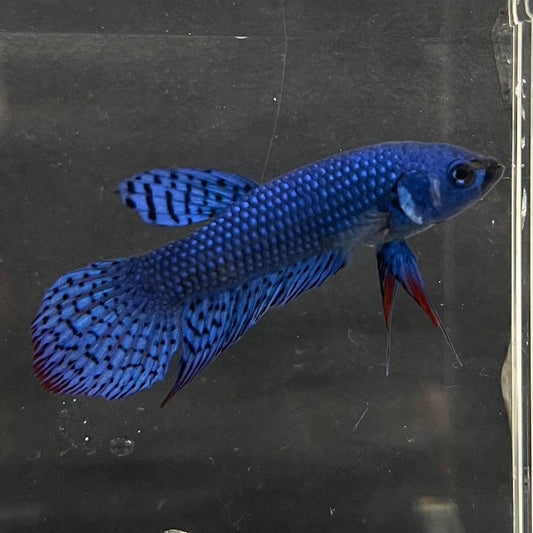 the-fish-farm Premium Male Betta Alien Premium Male Betta - One Only - 17 Shop for Alien Male Bettas at The Fish Farm Australia