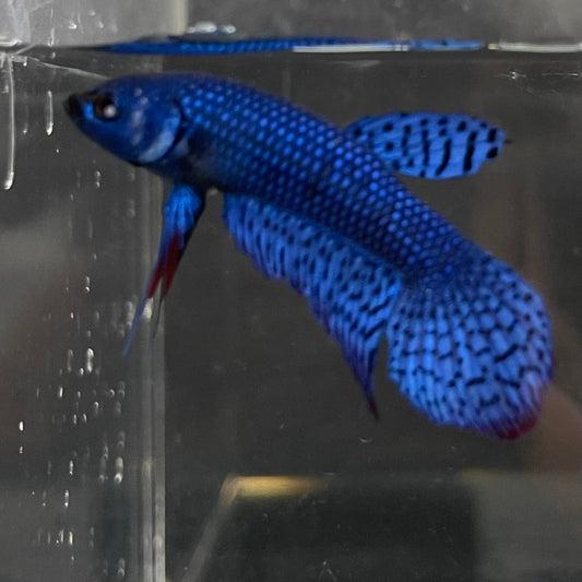 the-fish-farm Premium Male Betta Alien Premium Male Betta - One Only - 17 Shop for Alien Male Bettas at The Fish Farm Australia