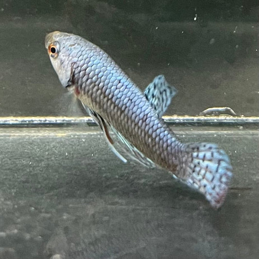 the-fish-farm Premium Male Betta Alien Premium Male Betta - One Only - 2 Shop for Alien Male Bettas at The Fish Farm Australia