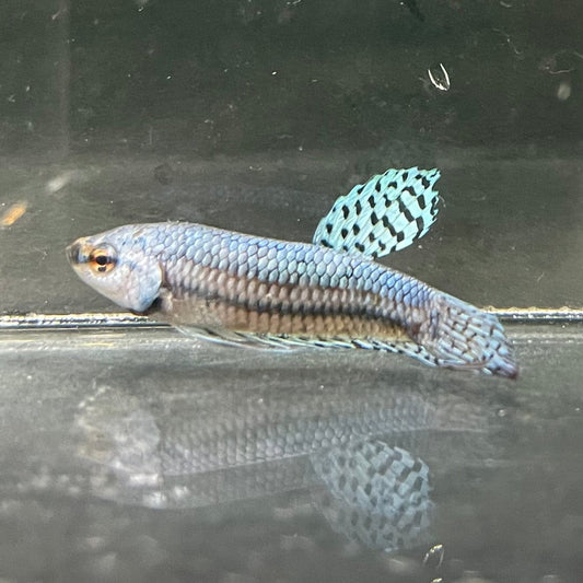the-fish-farm Premium Male Betta Alien Premium Male Betta - One Only - 2 Shop for Alien Male Bettas at The Fish Farm Australia