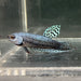 the-fish-farm Premium Male Betta Alien Premium Male Betta - One Only - 2 Shop for Alien Male Bettas at The Fish Farm Australia