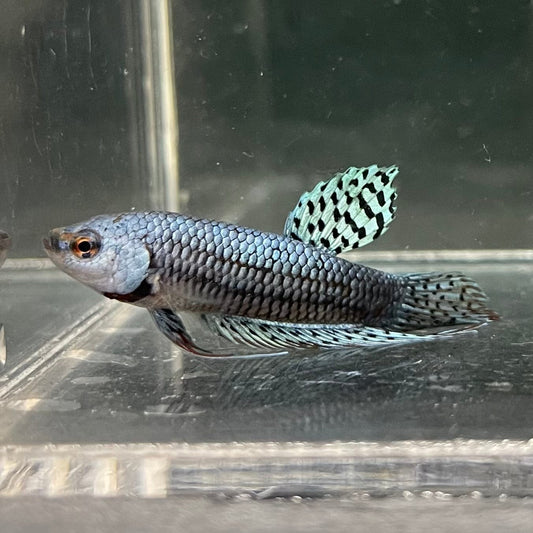 the-fish-farm Premium Male Betta Alien Premium Male Betta - One Only - 2 Shop for Alien Male Bettas at The Fish Farm Australia