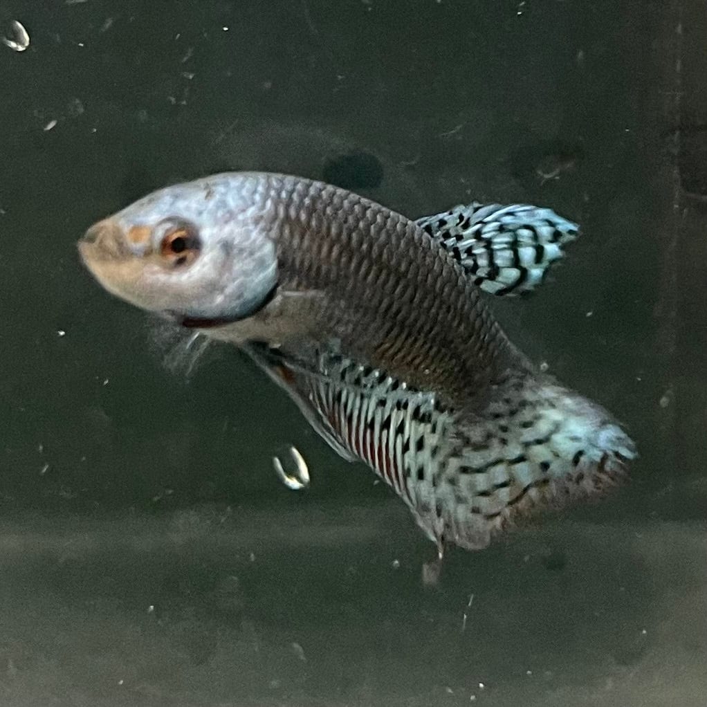 the-fish-farm Premium Male Betta Alien Premium Male Betta - One Only - 2 Shop for Alien Male Bettas at The Fish Farm Australia