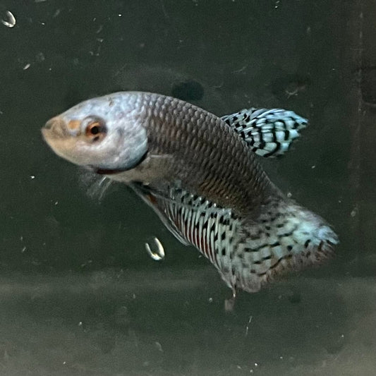 the-fish-farm Premium Male Betta Alien Premium Male Betta - One Only - 2 Shop for Alien Male Bettas at The Fish Farm Australia