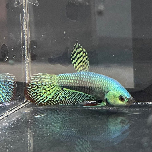 the-fish-farm Premium Male Betta Alien Premium Male Betta - One Only - 3 Shop for Alien Male Bettas at The Fish Farm Australia