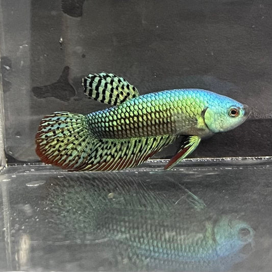 the-fish-farm Premium Male Betta Alien Premium Male Betta - One Only - 3 Shop for Alien Male Bettas at The Fish Farm Australia
