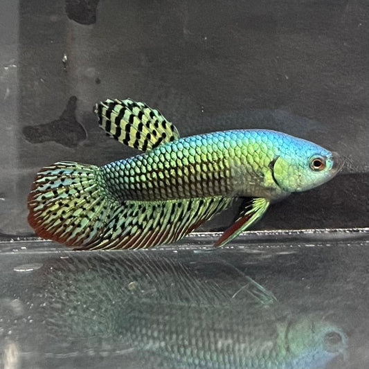 the-fish-farm Premium Male Betta Alien Premium Male Betta - One Only - 3 Shop for Alien Male Bettas at The Fish Farm Australia